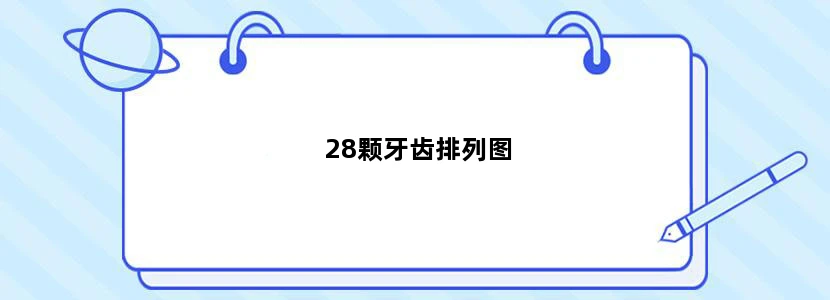 28颗牙齿排列图