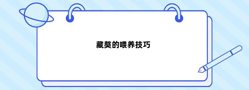 藏獒的喂养技巧