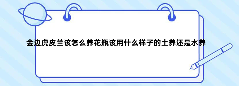 金边虎皮兰该怎么养花瓶该用什么样子的土养还是水养