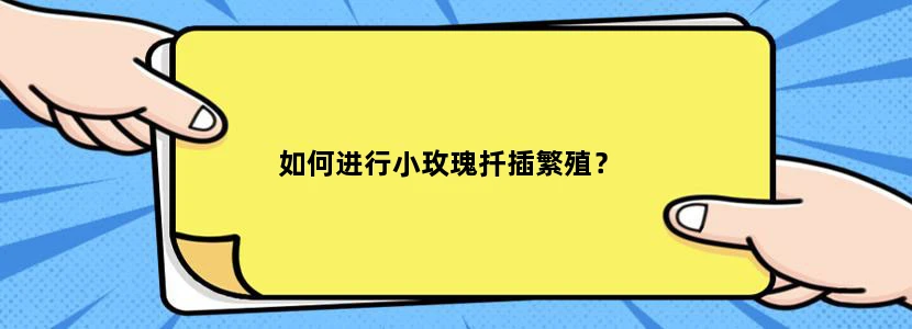 如何进行小玫瑰扦插繁殖？