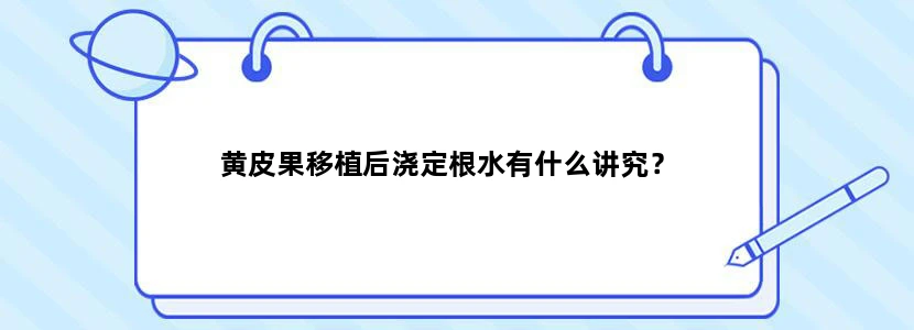 黄皮果移植后浇定根水有什么讲究？