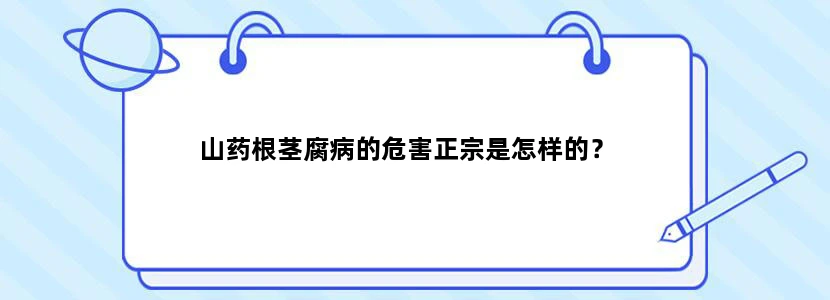 山药根茎腐病的危害正宗是怎样的？