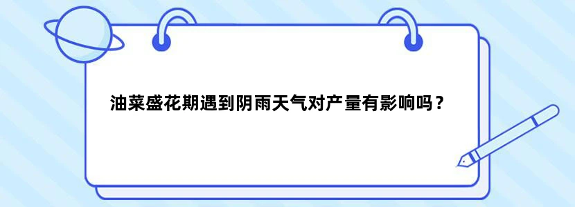 油菜盛花期遇到阴雨天气对产量有影响吗？
